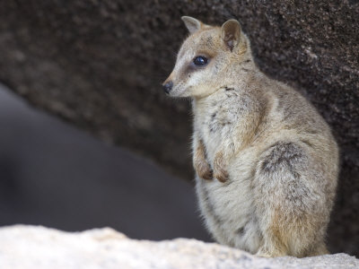 Black-Footed Rock Wallaby (Petrogale Lateralis), Magnetic Island, Queensland, Australia