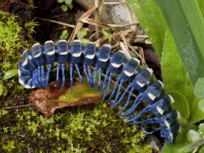 Blue Millipede Crawls Across Mosses, Mexico