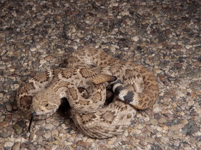 Western Diamondback Rattlesnake is Poised to Strike