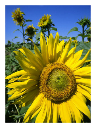 Sunflower Big