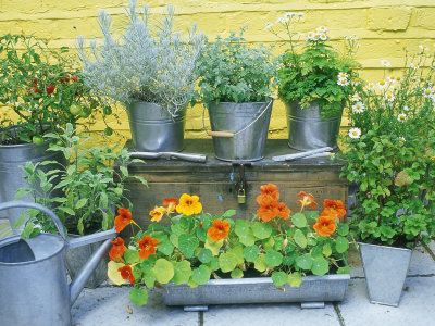 Herbs in Metal Pots Curry Plant, Catmint, Feverfew, Chamomile, Eau De Cologne Mint, Yellow Sage
