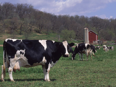 Holstein Cows on Farm, Belleville, Wisconsin