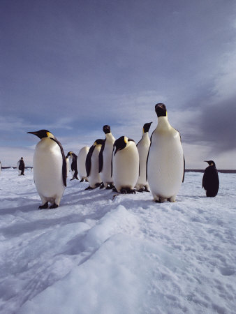 A Group of Emperor Penguins, Aptenodytes Forsteri, Standing on Ice