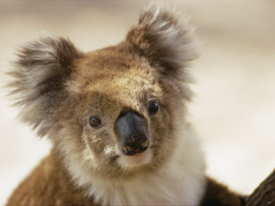 A Portrait of a Koala