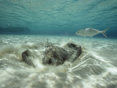 A Southern Sting Ray Burrowing into Sand as a Fish Swims Nearby: Photographic Print