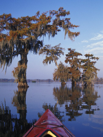 Kayak Exploring the Swamp, Atchafalaya Basin, New Orleans, Louisiana, USA