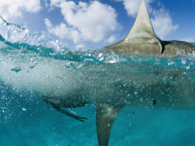 A Tiger Shark Eats an Albatross Close to Shore: Photographic Print