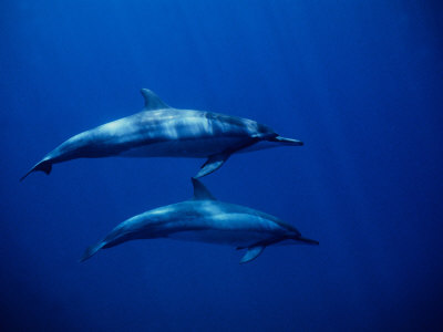 Long-Snouted Spinner Dolphin, Pair, Brazil
