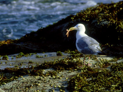 Herring Gull, with Food, Me