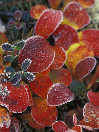 Fall-Colored Bearberry and Dwarf Cranberries, Wonder Lake, Denali National Park, Alaska, USA