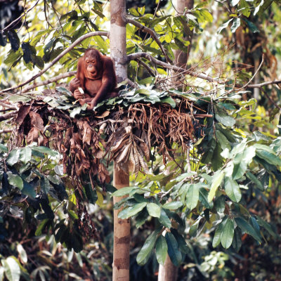 Orangutans in Captivity, Sandakan, Soabah, and Malasia, Town in Br. North Borneo: Photographic Print