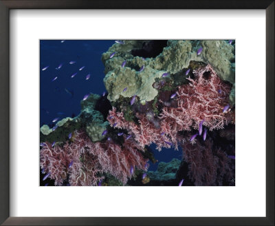 A Brightly Colored Coral Reef: Framed Art Print
