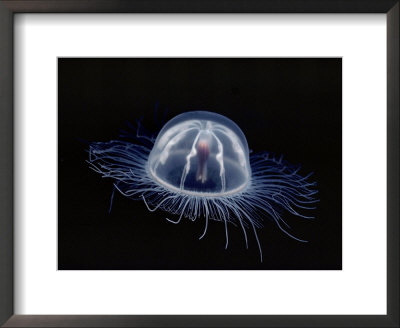 An Inch Long Transparent Jellyfish Glows in the Dark: Framed Art Print