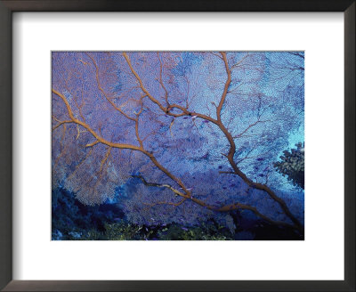 A Beautiful Coral Creates a Complex Pattern Underwater: Framed Art Print