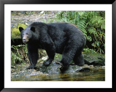 A Black Bear, Ursus Americanus, Walks Along a Rocky Bank: Framed Art Print