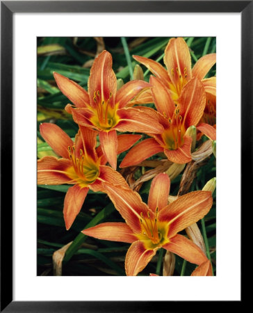 A Cluster of Coral-Colored Day Lilies: Framed Art Print