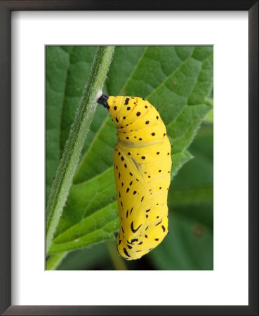 The Unidentified Chrysalis of a Butterfly: Framed Art Print