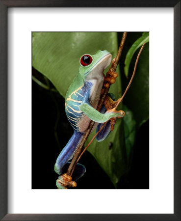 A Red-Eyed Tree Frog Climbing a Vine: Framed Art Print