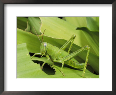 Grasshopper Eating a Leaf: Framed Art Print