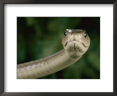 Black Mamba Snake (Dendroaspis Polylepis Polylepis): Framed Art Print