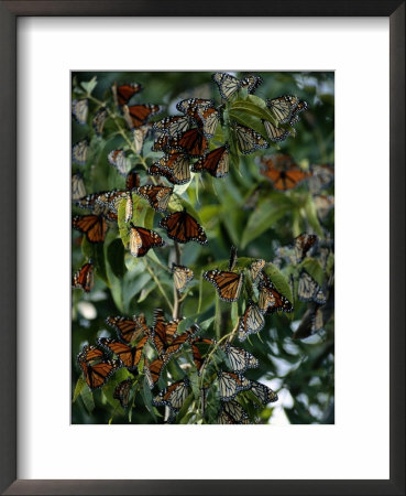 Monarch Butterflies Flock Together: Framed Art Print