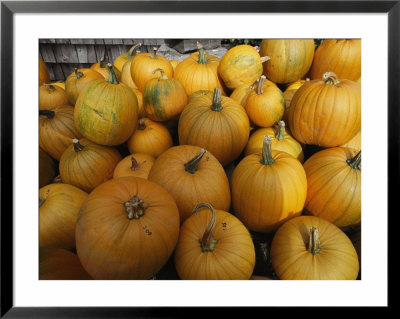 A Pile of Pumpkins: Framed Art Print