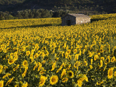 Field of Sunflowers, Provence, France, Europe