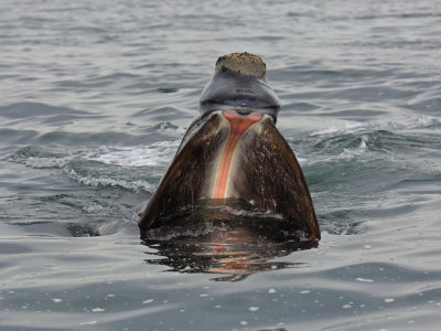 North Atlantic Right Whale Skim Feeding in Cape Cod Bay