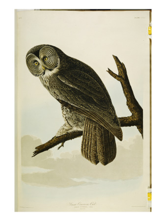Audubon Great Cinereous Owl from 'The Birds of America'