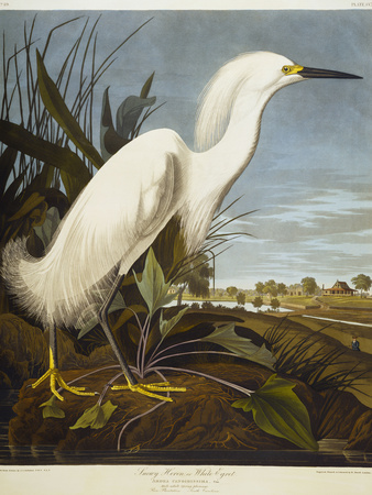 Audubon Snowy Heron or White Egret / Snowy Egret