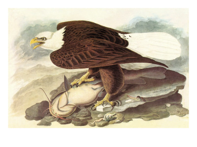 John James Audubon Bald Eagle 2