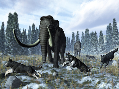 A Pack of Dire Wolves Crosses Paths with Two Mammoths During the Upper Pleistocene Epoch