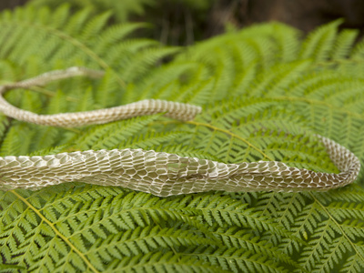 A Snake Skin on a Fern in the Blue Mountains