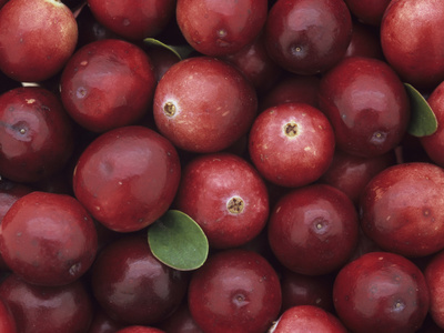 A Harvest of Colorful Cranberries (Vaccinium Macrocarpon)