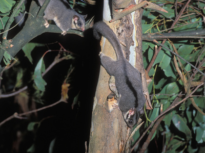 Leadbeater's Possum (Gymnobelideus Leadbeateri), an Endangered Species, Victoria, Australia