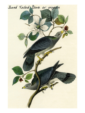 John James Audubon Band Tailed Dove or Pigeon