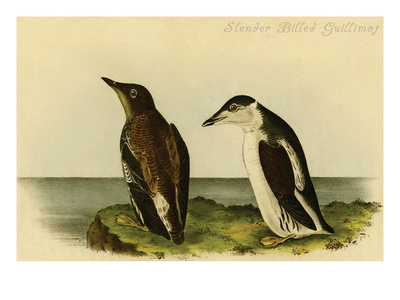 John James Audubon Slender Billed Guillimot