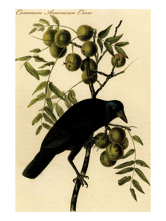 John James Audubon Common American Crow
