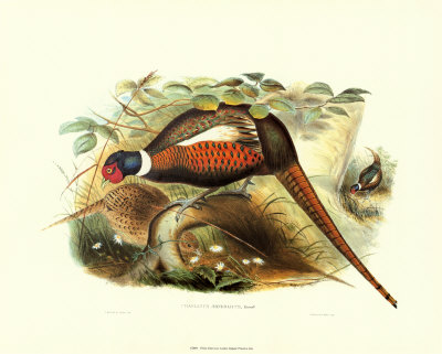 Pheasant Mongolicus