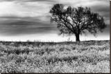 Tree in a Field Severville Tennessee Stretched Canvas Print