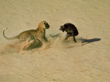 Leopard About to Kill a Terrified Baboon Other