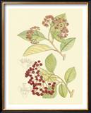 Berries and Blossoms II Framed Art Print