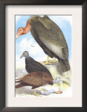 California Condor Turkey Buzzard and Carrion Crow Framed Art Print