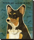 Pembroke Welsh Corgi (Tri-Color) Stretched Canvas Print