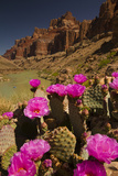 Prickly Pear Cacti and Rafters on the Colorado River Other