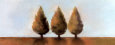 Arborvitaes in a Row