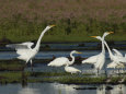 Great Egrets Square Off over Territory Rights, Bombay Hook, Delaware