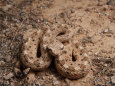 Sidewinder Rattlesnake, Crotalus Cerastes, Poised to Strike
