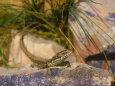 Common Lizard, Lacerta Vivipara