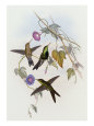 Hummingbirds, Sporadinus Elegans, Family of Humming-Birds